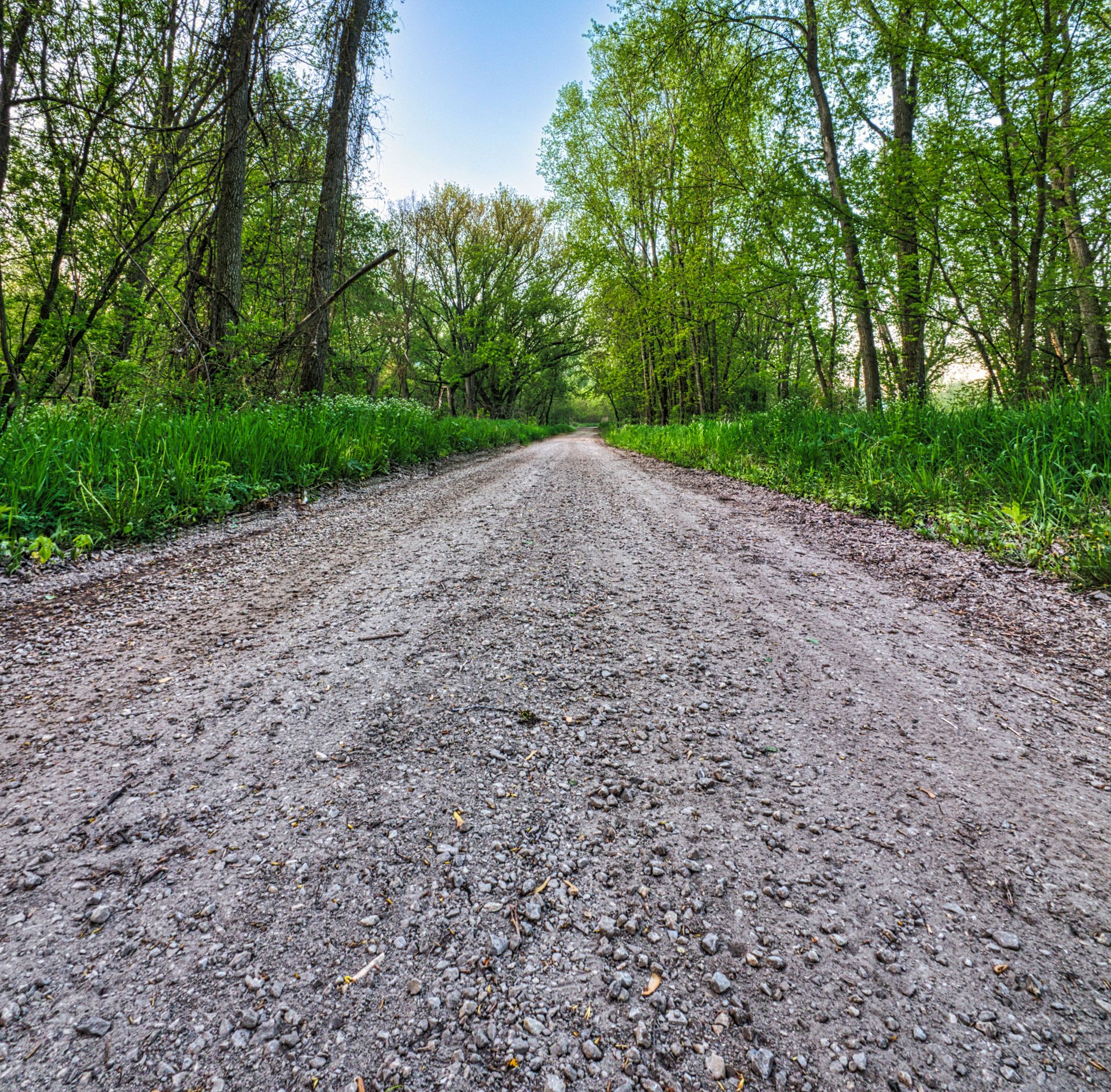 Peaceful rural gravel road in forested area during summertime, ideal for nature travel imagery.